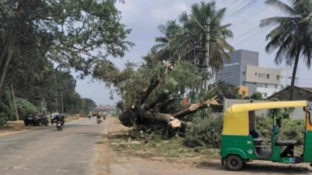 Why the haste? Bengaluru activists question clearance for tree-felling for road project