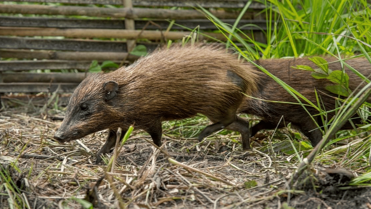 Genetic diversity of pygmy hogs even after long-term captive breeding in Assam elates conservationists