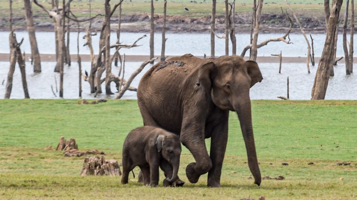 Elephant destroy crops in Baachahalli