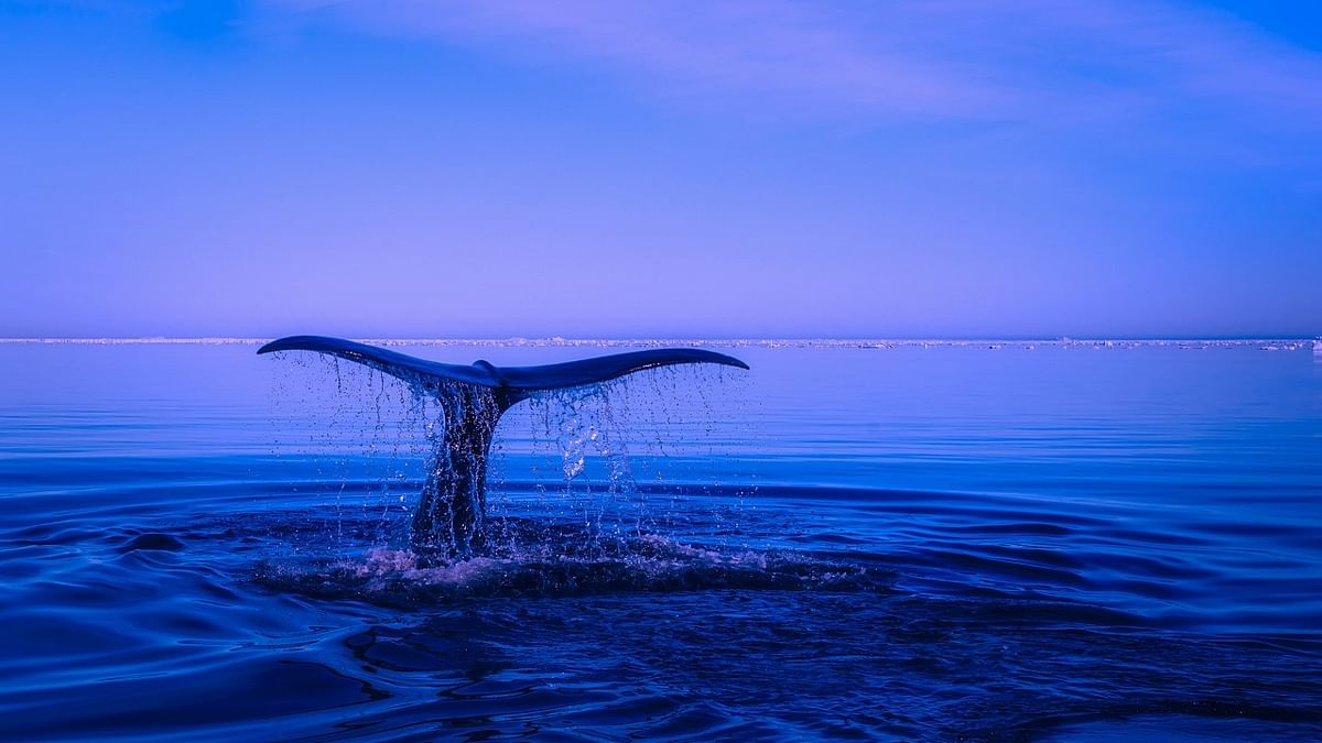 For blue whales, meals are tons of fun- and lots of tons