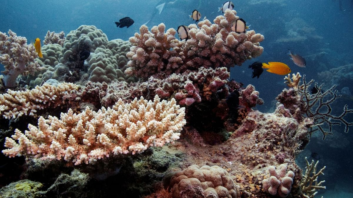 Great Barrier Reef will survive if warming kept to 1.5 degrees