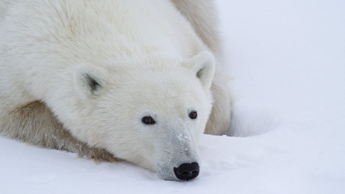 3,000 miles from Glasgow, Churchill and its polar bears face the future