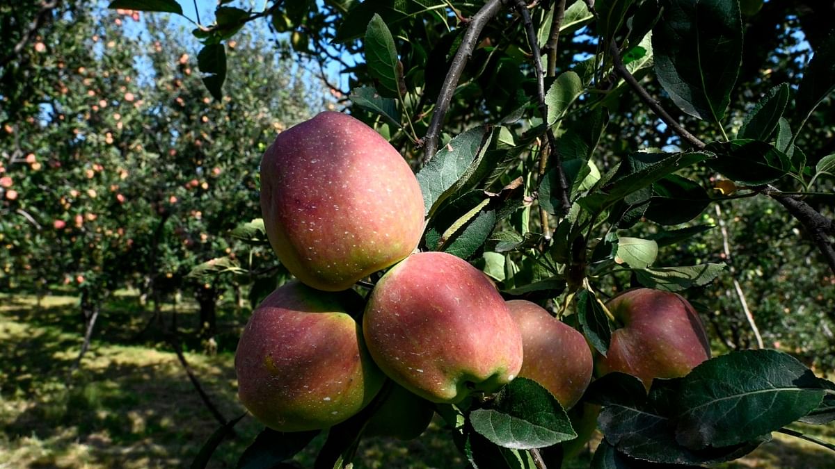 Jammu and Kashmir to set up high-density fruit orchards on 5,500 hectares of land