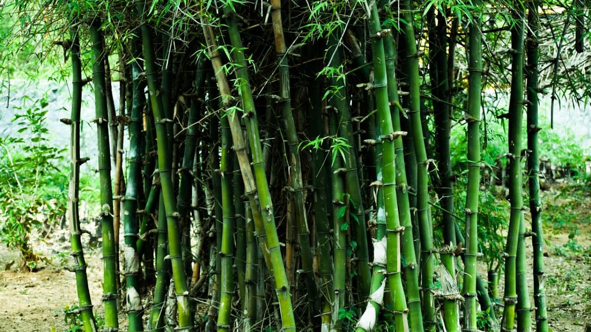 Bamboo Village to come up in Himachal's Una district