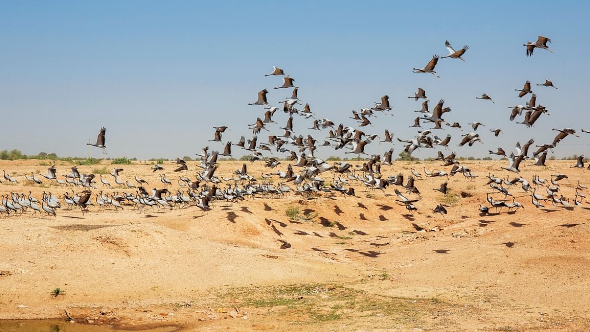 More than 80 migratory birds found dead in Jodhpur, Ranikhet disease suspected