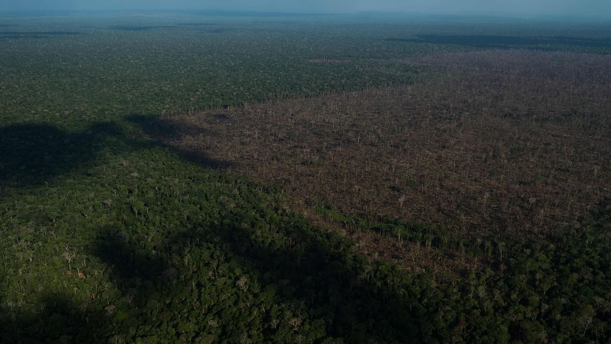 New gold rush fuels Amazon destruction