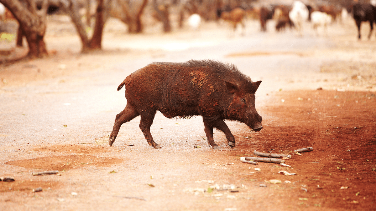 Kerala forest department moots capturing wild boars