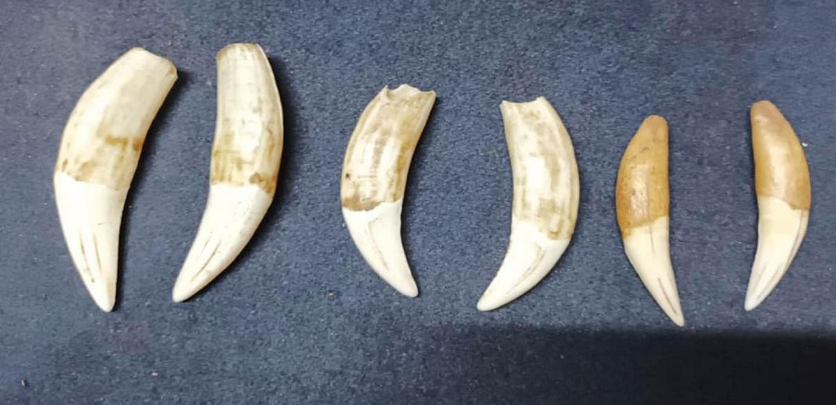 Four arrested for trying to sell tiger teeth