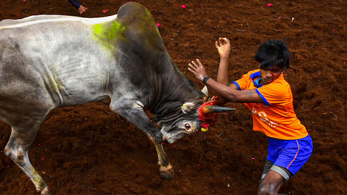 Two injured in a bull taming contest in Shikaripur