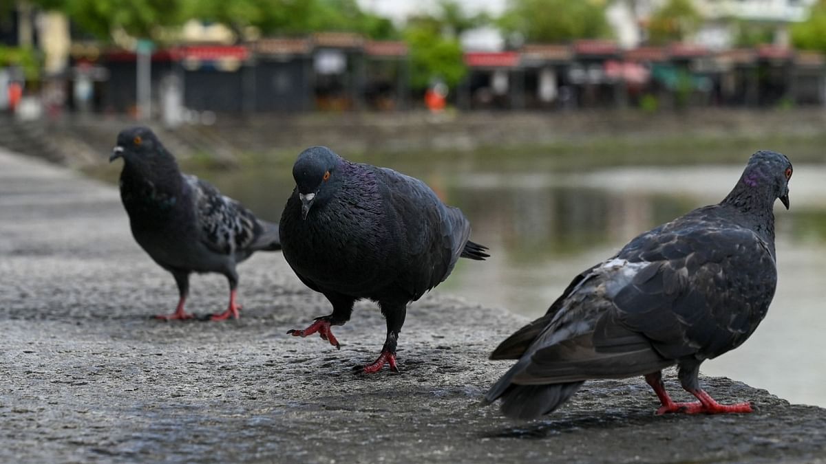How do pigeons find their way home?