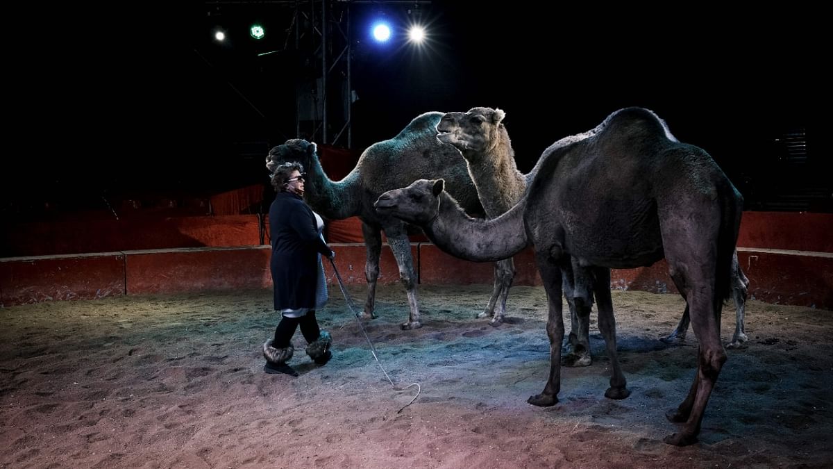 France bans wild animals in circuses