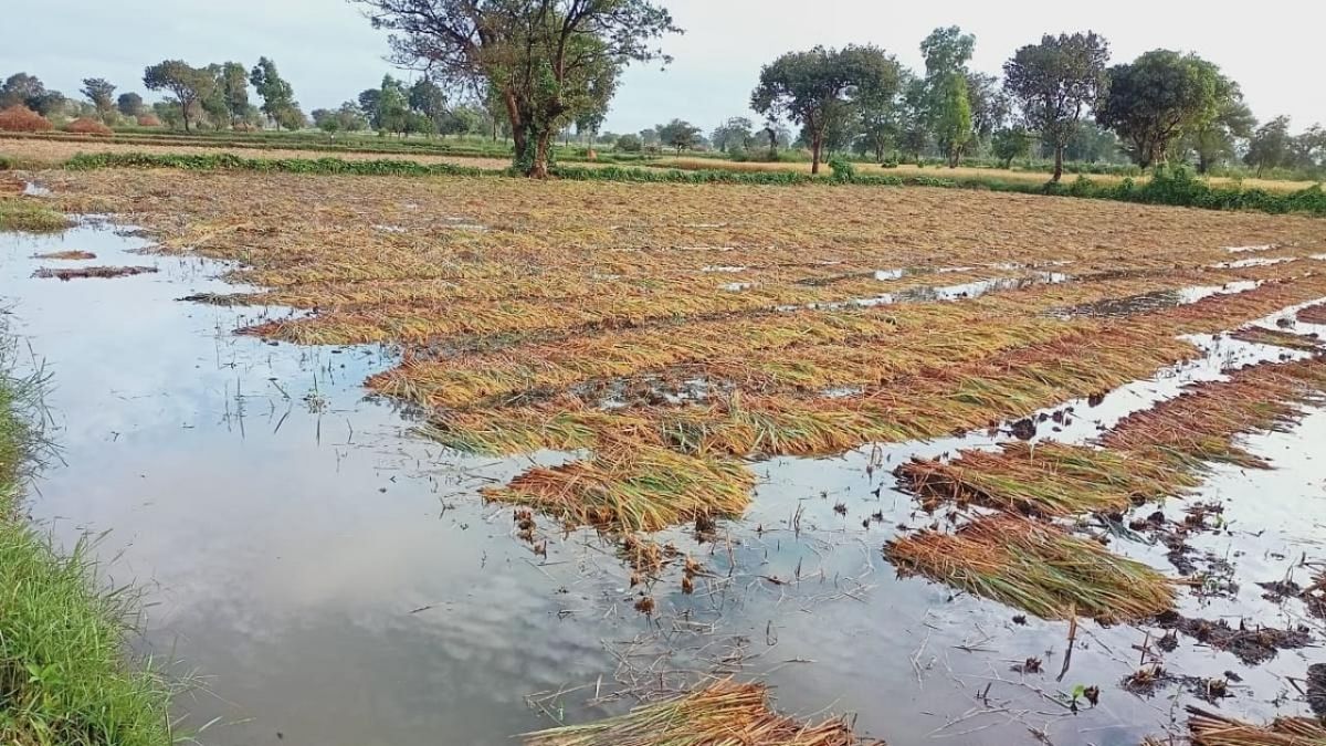 Unrelenting rain causes widespread damage to crops across Karnataka