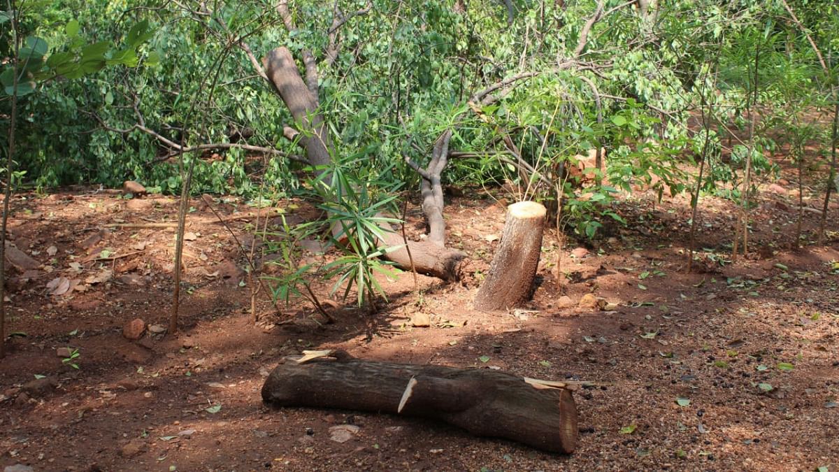 Sandalwood trees need protection