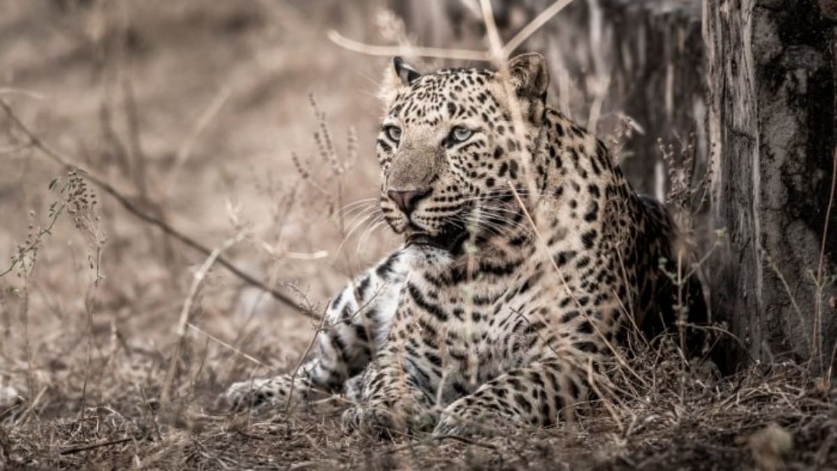 Man injured in leopard attack