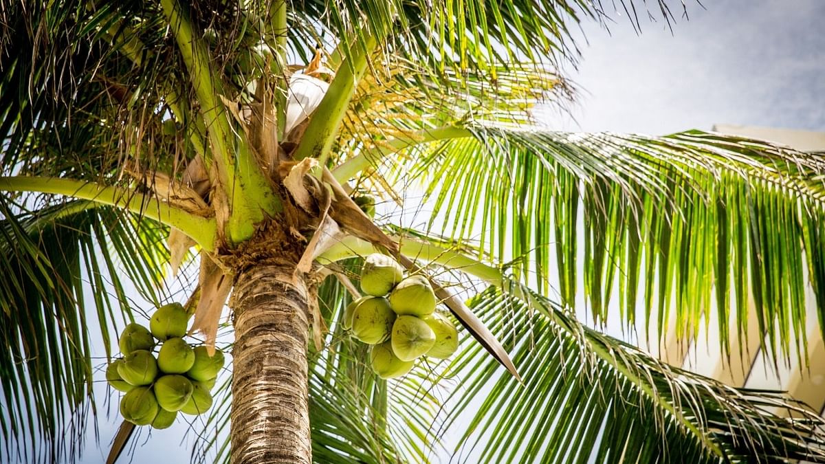 A push to grow 'Bedakam coconut'