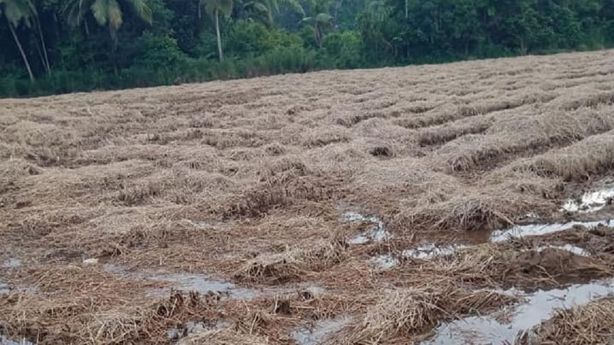 Due to rains, farmers in Dakshin Kannada, Udupi face paddy straw shortage