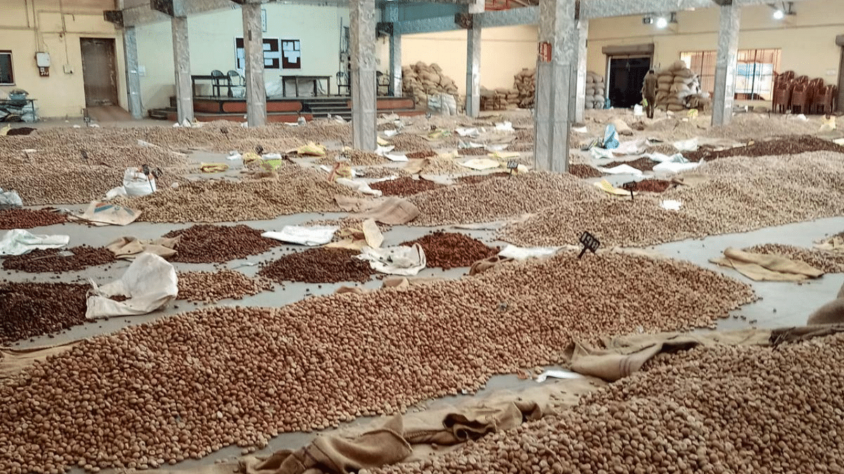 Arecanut price hits new ceiling in Sirsi market