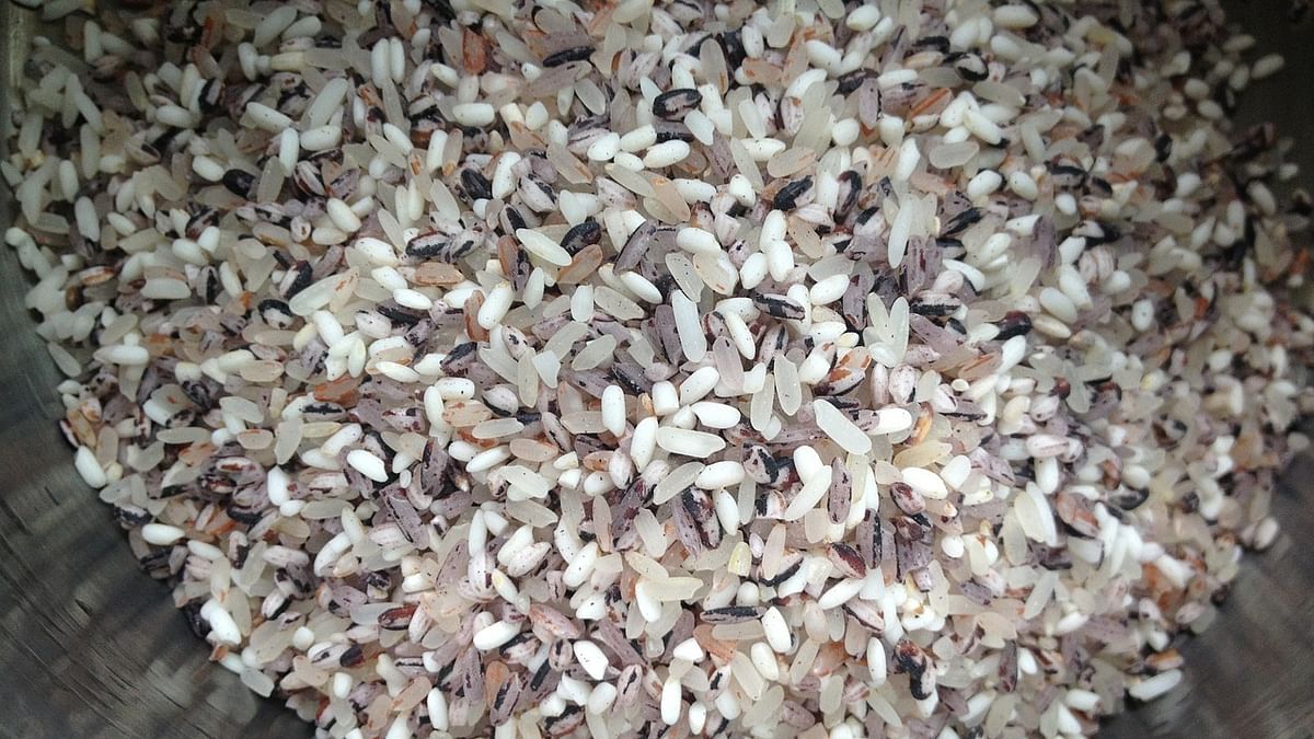 Black rice production begins in Assam