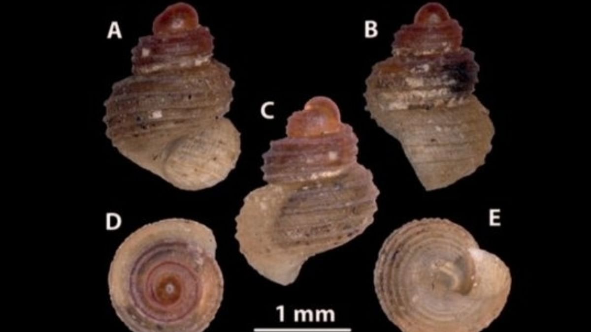 Scientists discover snail species in Meghalaya cave, conduct study on mollusc across North East
