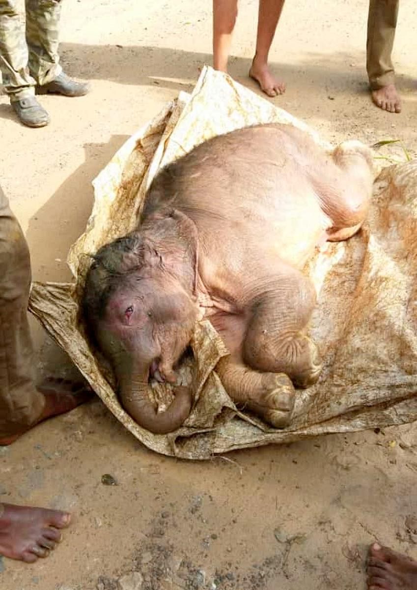 Rescued elephant calf dies in Suntikoppa