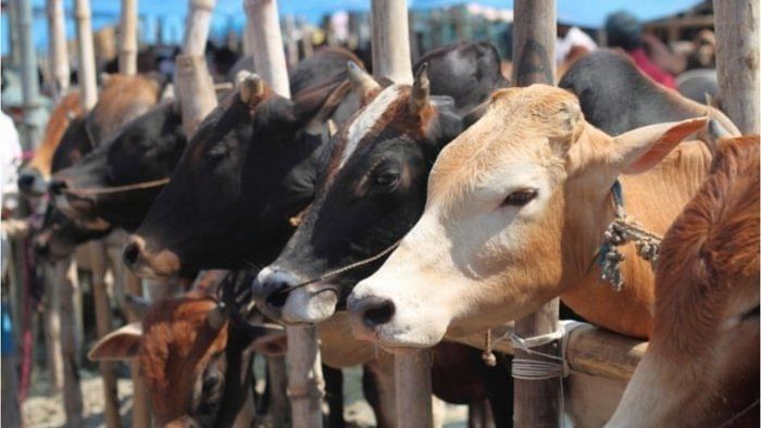 34 proposals recommended under project on cow science