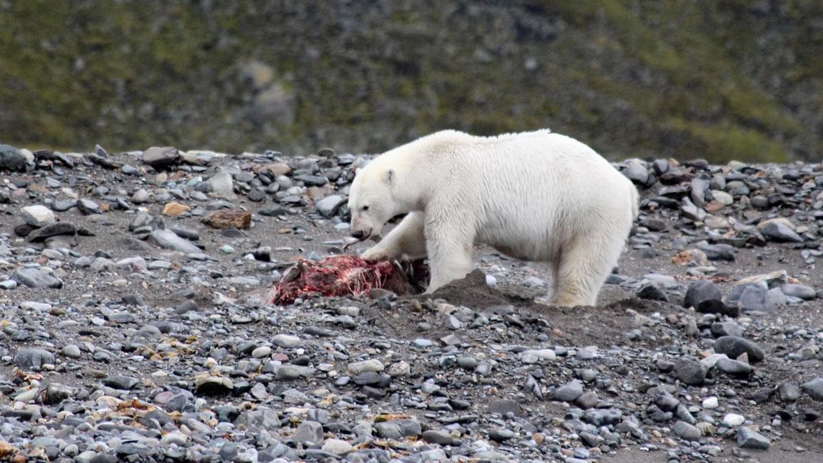 Rare hunting scene raises questions over polar bear diet