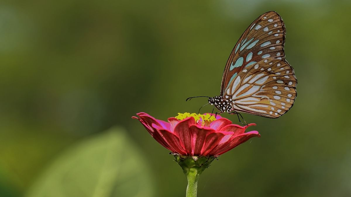 Researchers document habitat preferences of butterflies