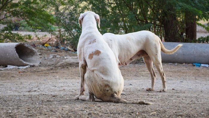 Chhattisgarh: Dog burnt alive in Raipur, unidentified persons booked