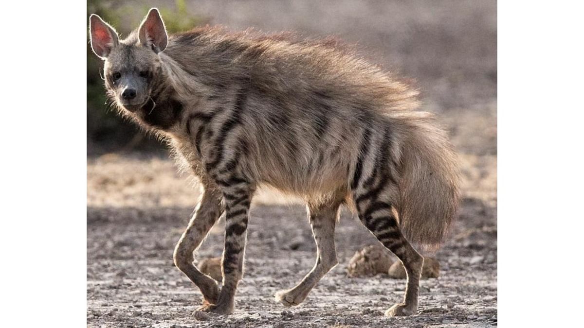 Rare striped hyena spotted in Asola Sanctuary after 2015: Officials
