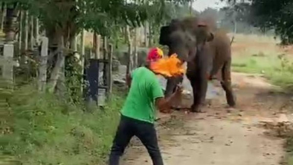 Elephant creates panic at tribal hamlet