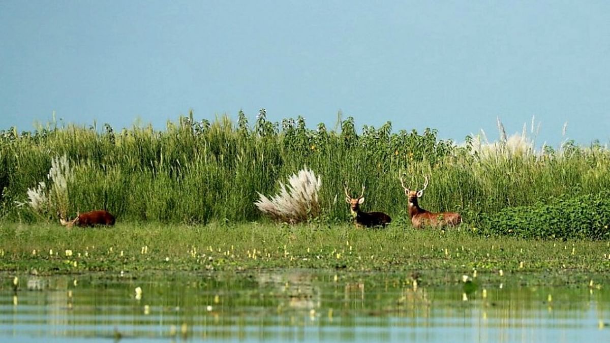 Haiderpur wetland in Uttar Pradesh recognised as Ramsar Site