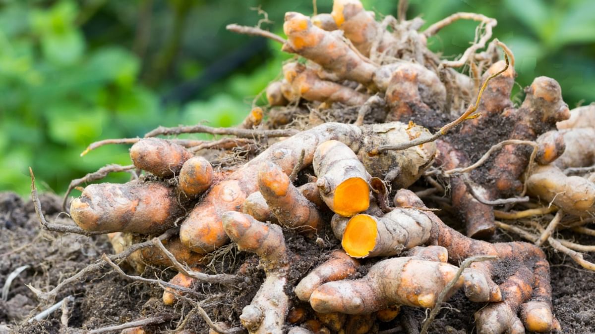 In a first, IISER Bhopal researchers unravel the genome of turmeric