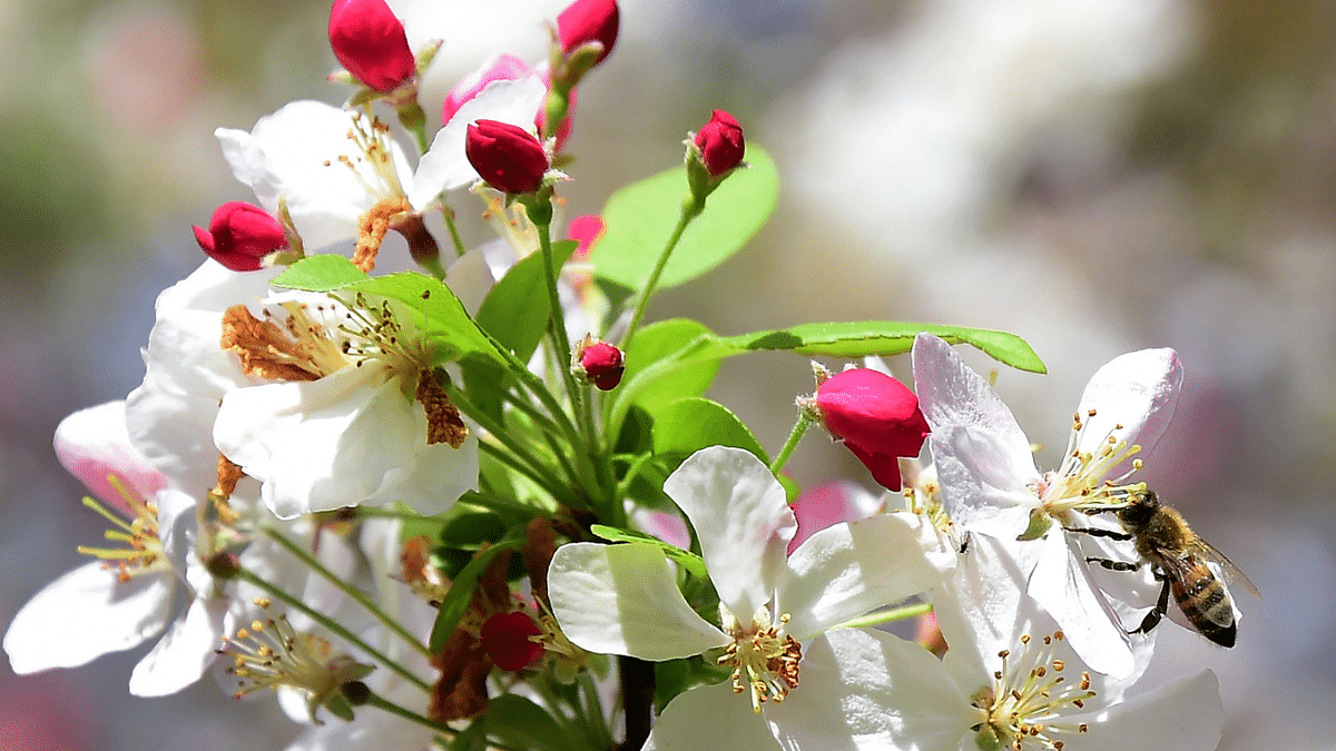 Scientists launch new platform to boost research on pollination