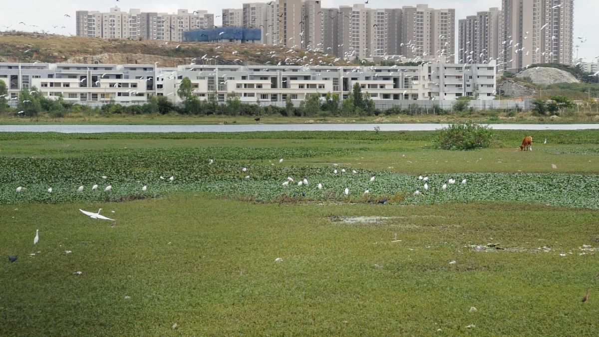Bengaluru has 75 dirty lakes, but BBMP to develop only 8
