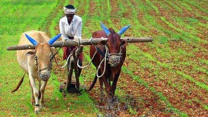 Rains wash away months of horti farmers' labour in Karnataka