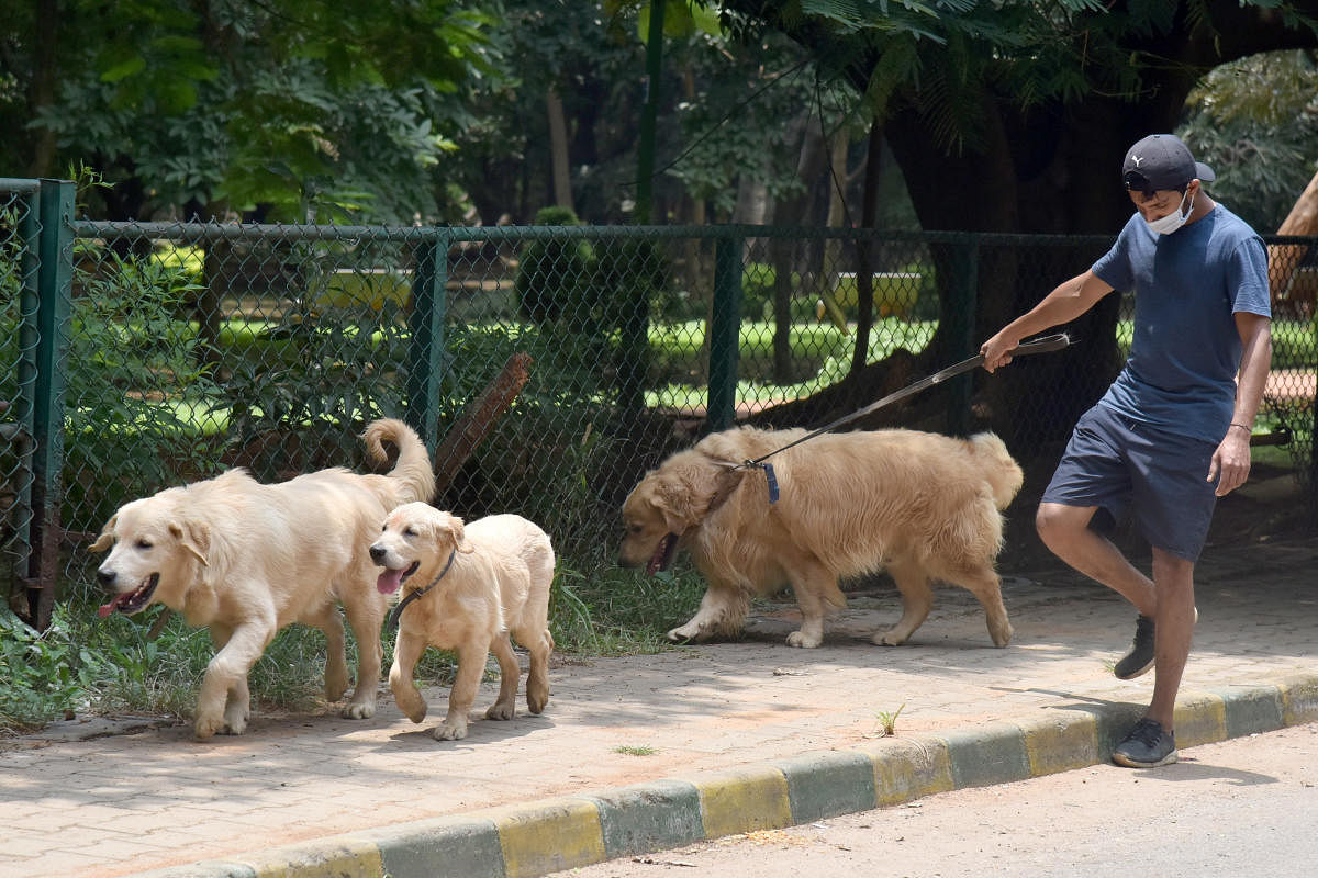 A man walks his dogs in Cubbon Park. DH FILE PHOTO