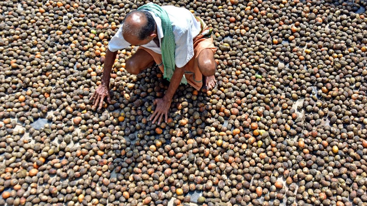 Govt will take steps to control leaf spot, yellow leaf disease affecting areca nut: Cheluvarayaswamy