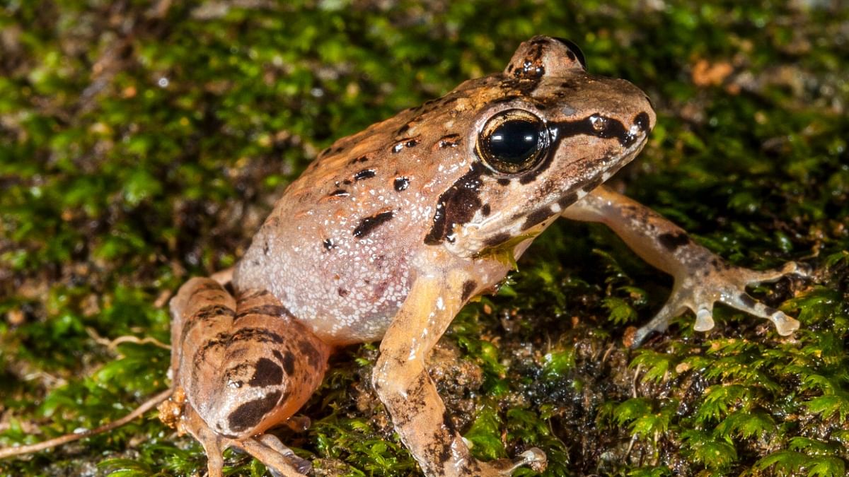 Karnataka Forest Department to organise festival of frogs in Sagar taluk