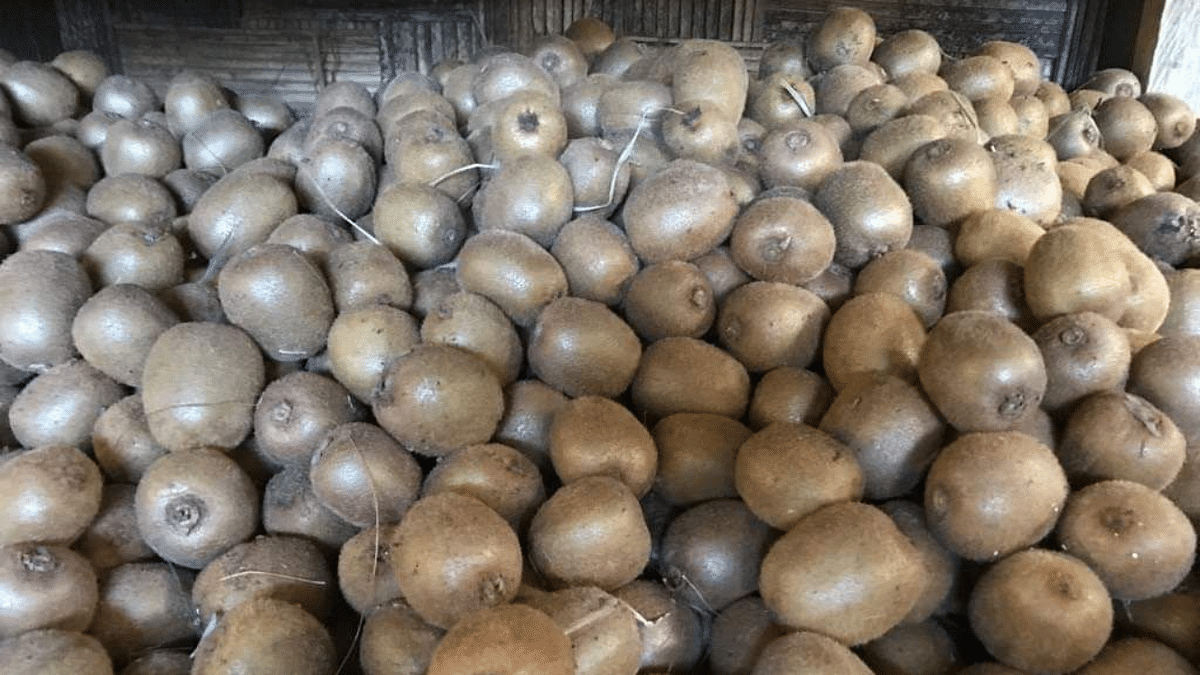 India bans Kiwi fruit import from Iran on rise in pest infested consignments