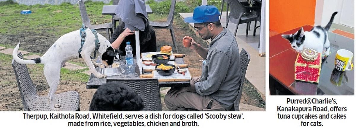 Pet-friendly restaurants proliferating in Bengaluru