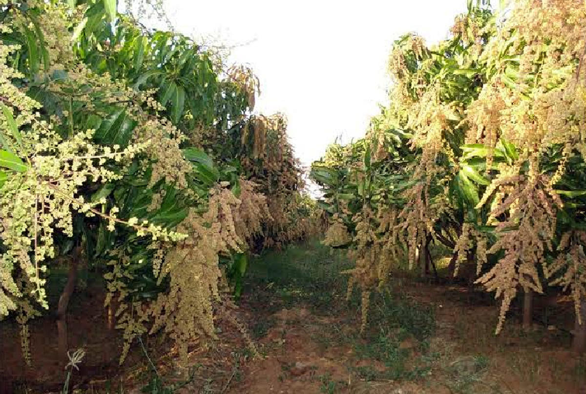 Bad weather could affect mango crop in Karnataka