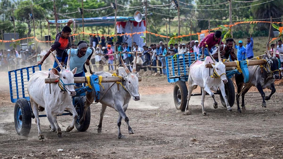 SC allows resumption of bullock cart race in Maharashtra