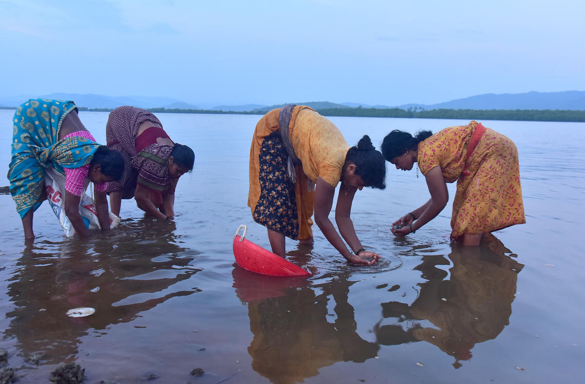 The last clams of Aghanashini