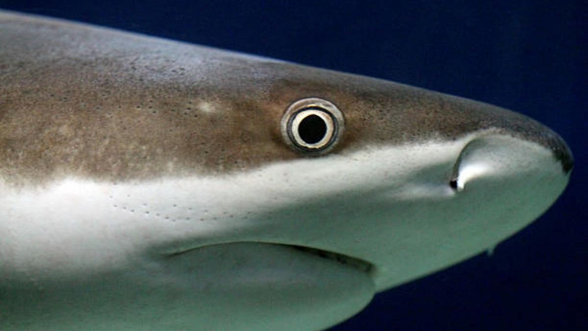Shark bites are rare - here are 8 things to avoid to make them even rarer