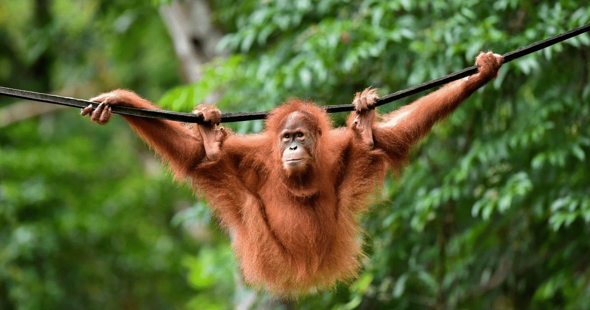 orangutans enemies are who