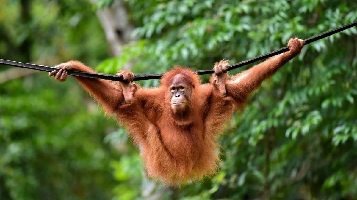 In orangutan parenting, the kids can get their own dinner