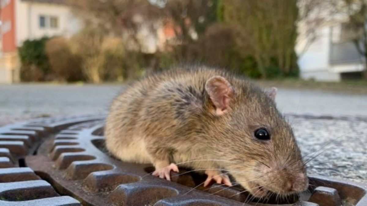 China province reports litany of haemorrhagic fever cases caused by rodents