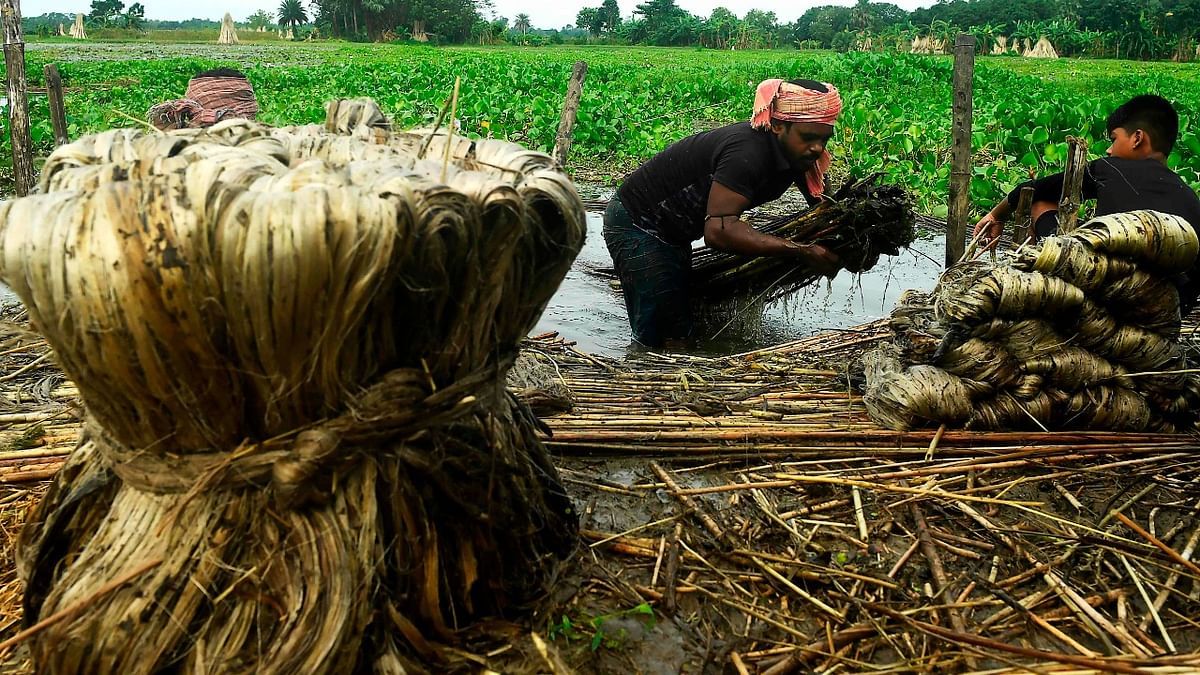 Jute industry suffers Rs 1,500 crore loss amid raw material crisis
