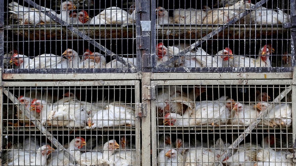 Green court directs CPCB to issue guidelines for all poultry farms having over 5,000 birds