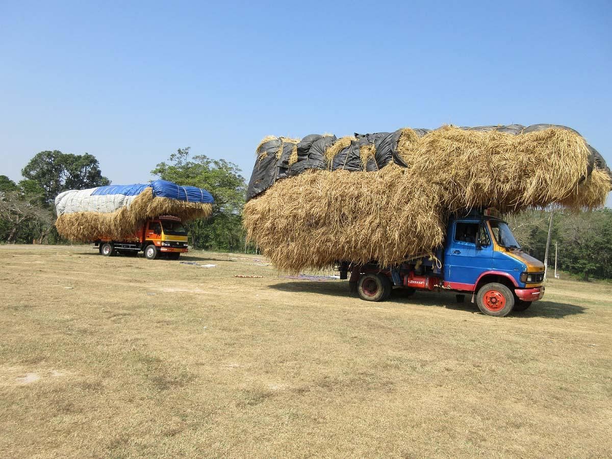 Rise in price of paddy straw worries farmers